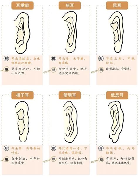 鴛鴦耳面相|从耳朵看面相｜5点耳朵形状及特征，一窥性格与运